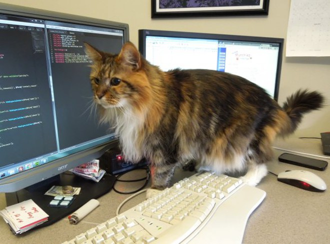 cat assistant