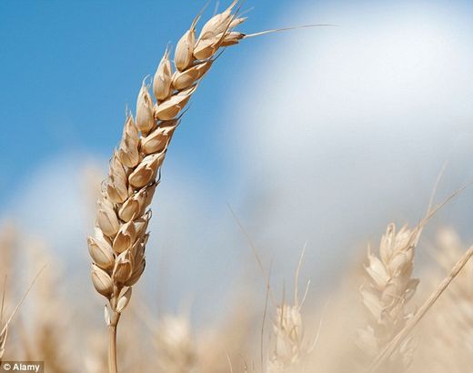 GMO wheat trial
