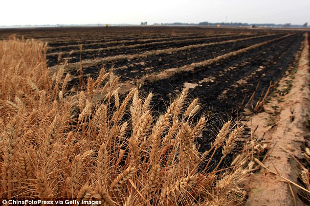 GMO wheat trial