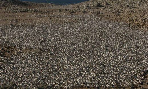 tern nesting colony