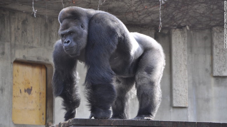 Shabani the gorilla