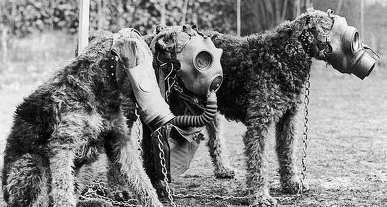 Click to enlarge Dogs and Mustard Gas