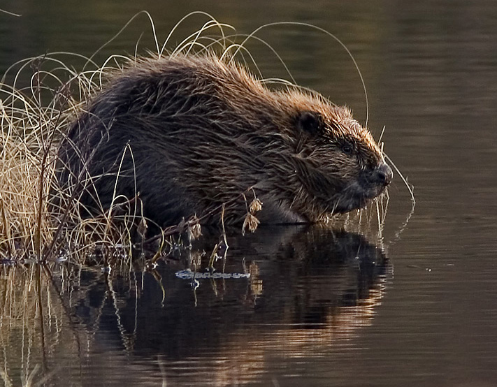 Click to enlarge A European Beaver