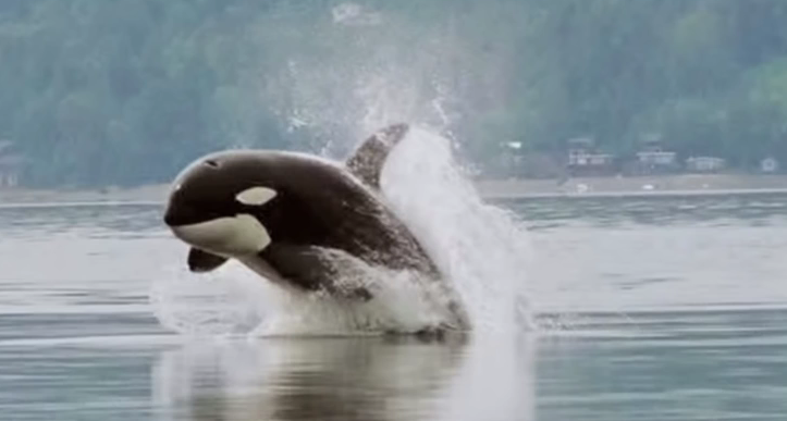 Orca
