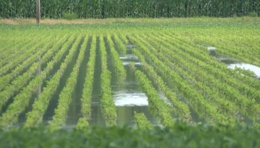 crops ruined mississippi river floods