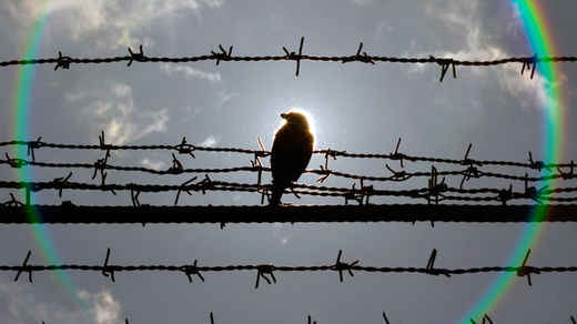 bird attack texas