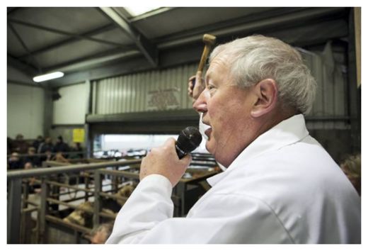Click to enlarge Cattle Auction
