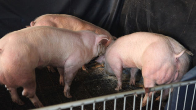 super pigs