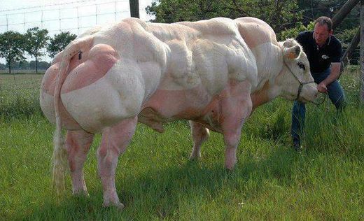 double muscled bull