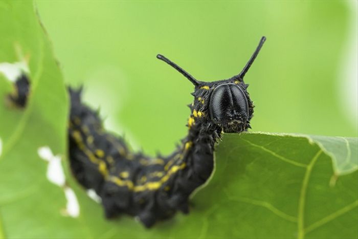 Caterpillar