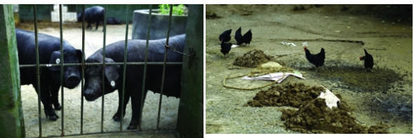 Pigs and chickens