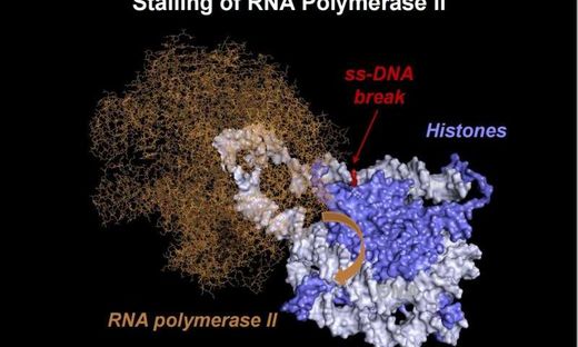 Click to enlarge nucleosomal DNA loops