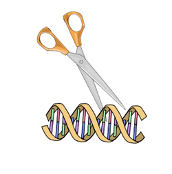 DNA scissors
