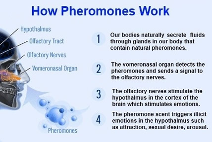 pheromones