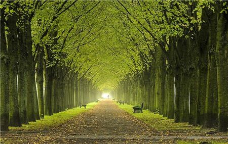 trees, nature