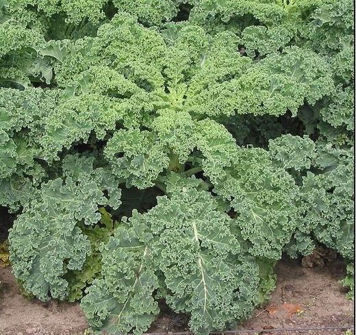 The hidden health dangers of kale have been revealed