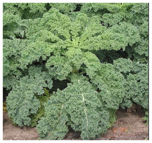 Kale
