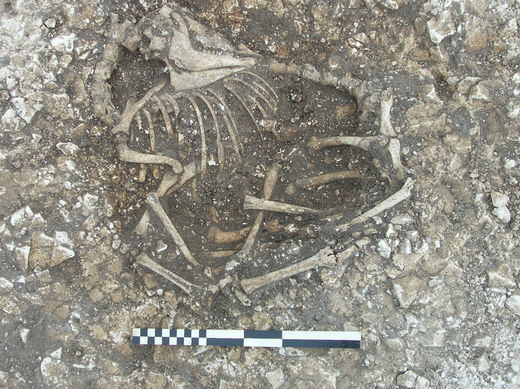 Click to enlarge Sheep Skeleton