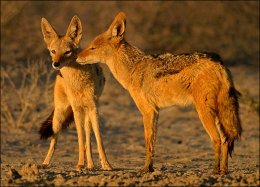 Golden jackal