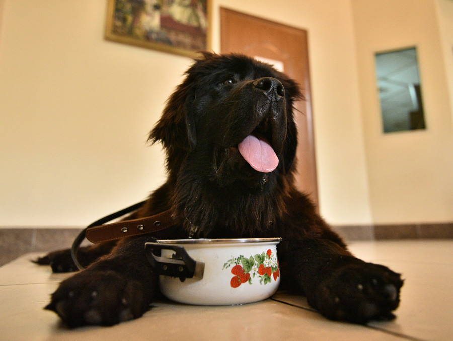 newfoundland