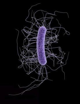 C difficile cell