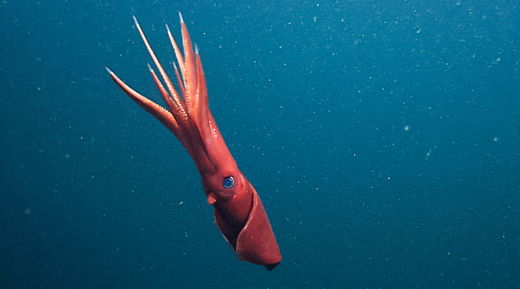 What Is A Big Squid Called