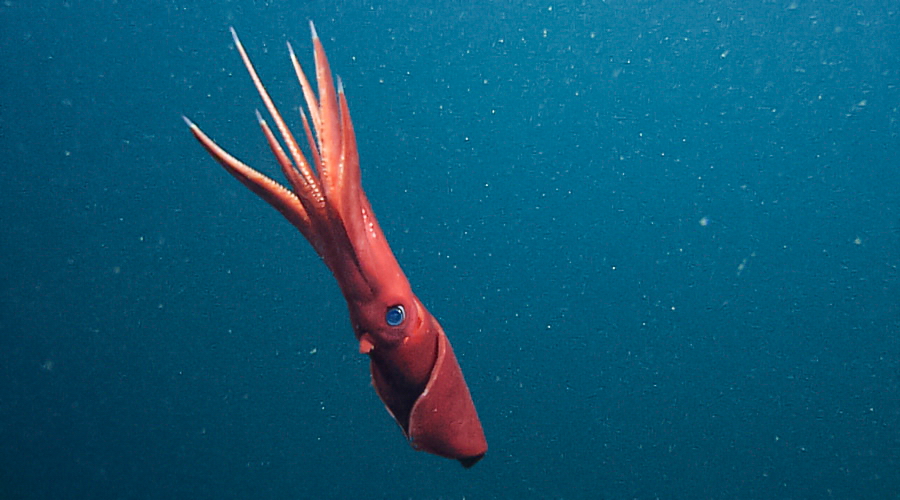 Click to enlarge Giant squid