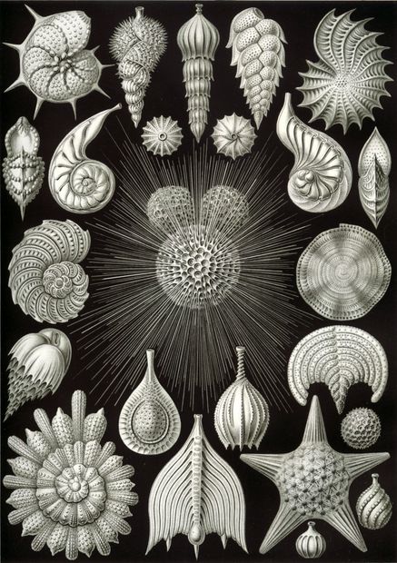 Click to enlarge Image