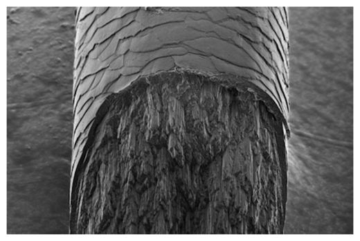 Human Hair