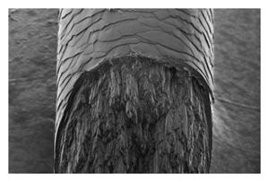 Click to enlarge Human Hair