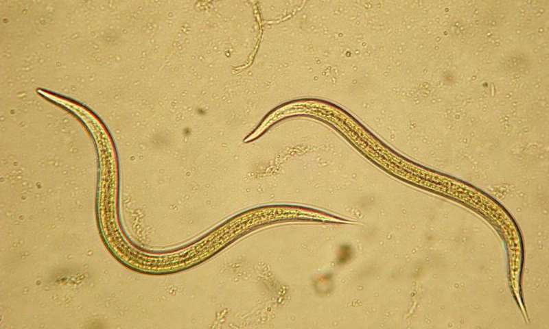 nematode in the genus Steinernema