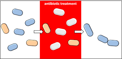 persister bacterial cells