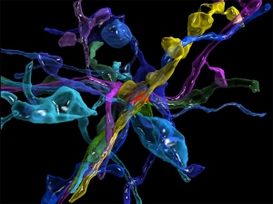 mouse brain
