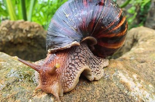 Click to enlarge african land snail