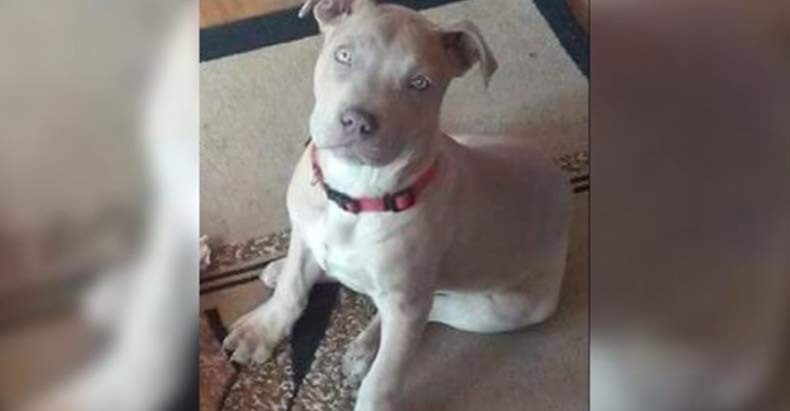 puppy