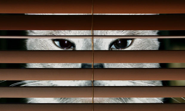 stealth cat