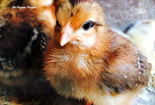 baby chicks
