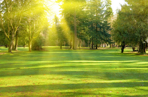 green meadow, color perception