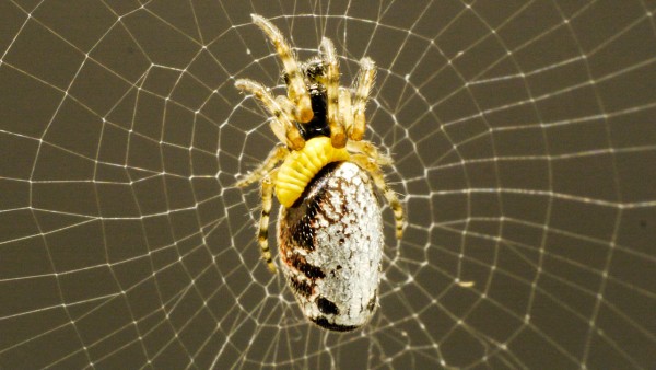 Orb-weaver spider