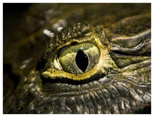 Click to enlarge Predator or Prey