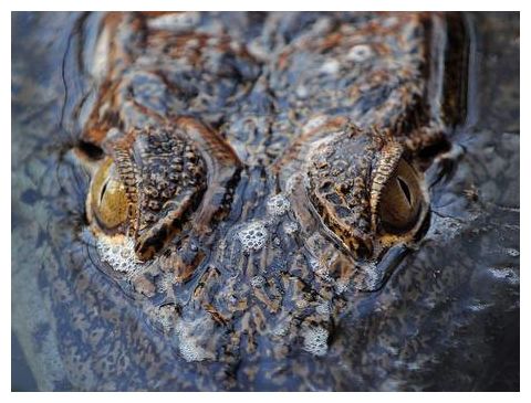 Click to enlarge Predator or Prey_2