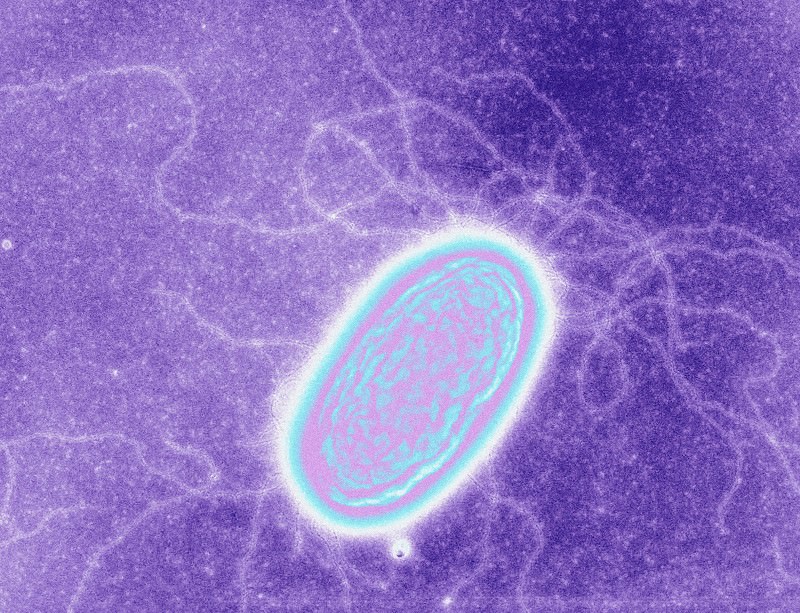 Click to enlarge bacteria eats electricity