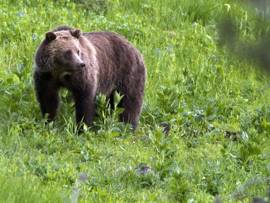Click to enlarge grizzly