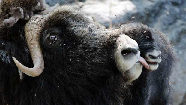 Click to enlarge decline in the muskox population