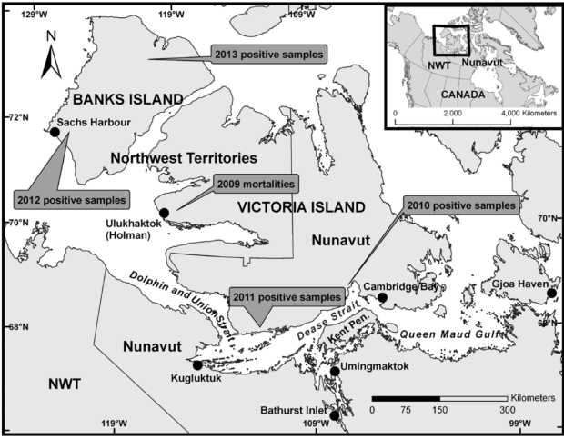 locations of muskox deaths
