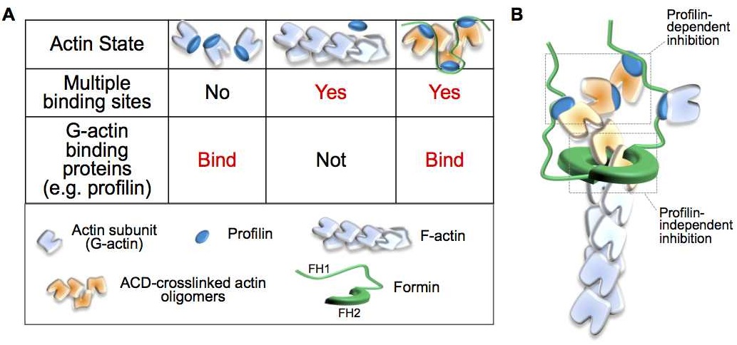 Click to enlarge actin cross-linking domain (ACD)