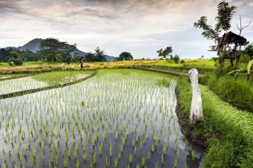 Click to enlarge electricity powered wetlands, renewable energy