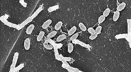 Click to enlarge microorganisms
