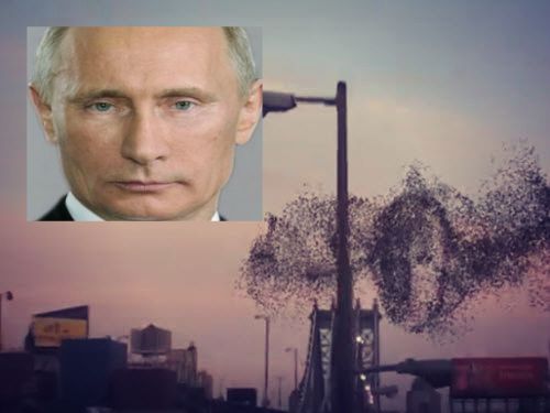 putin birds