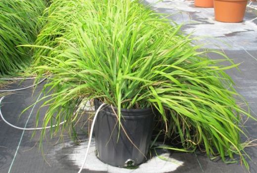 sweetgrass